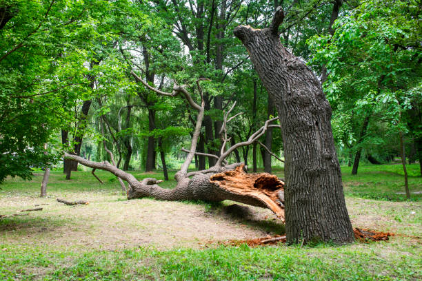 Best Arborist Consultation Services  in Cornish, ME