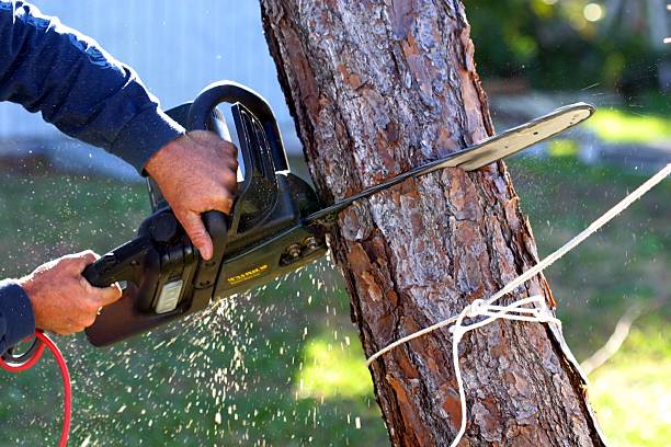 Best Firewood Processing and Delivery  in Cornish, ME