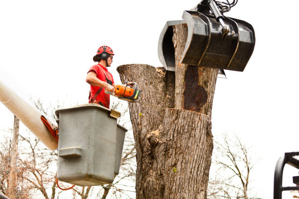 Reliable Cornish, ME Tree Care Solutions