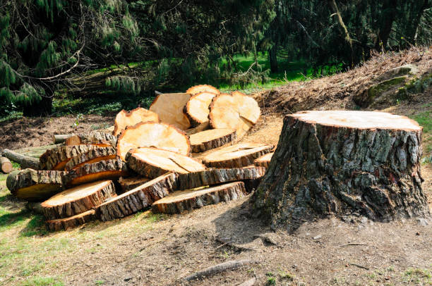 How Our Tree Care Process Works  in  Cornish, ME